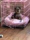Yorkshire Terrier Puppies for sale in Plano, TX, USA. price: $1,500