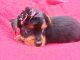 Yorkshire Terrier Puppies for sale in Oxford, CT, USA. price: $850