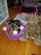 Yorkshire Terrier Puppies for sale in Clay, NY, USA. price: NA