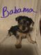 Yorkshire Terrier Puppies for sale in DeLand, FL, USA. price: $1,000