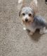 Yorkshire Terrier Puppies for sale in Arlington, TX 76015, USA. price: $700