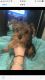 Yorkshire Terrier Puppies for sale in East Providence, RI, USA. price: $1,800