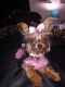 Yorkshire Terrier Puppies for sale in Seville, OH 44273, USA. price: NA
