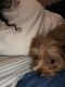Yorkshire Terrier Puppies for sale in Chattanooga, TN, USA. price: $600