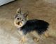 Yorkshire Terrier Puppies for sale in Joliet, IL, USA. price: $1,000