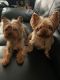 Yorkshire Terrier Puppies for sale in Meriden, CT, USA. price: $1,200