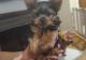 Yorkshire Terrier Puppies for sale in Meriden, CT, USA. price: $1,500