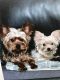 Yorkshire Terrier Puppies for sale in DeLand, FL, USA. price: $1,000