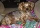 BLACK FRIDAY SPECIAL TODAY & TOMORRO ADORABLE 2 YEAR OLD MALE YORKIE