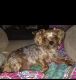 2 YEAR OLD MALE PUREBRED YORKIE