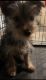 Yorkshire Terrier Puppies for sale in Trenton, NJ 08690, USA. price: NA