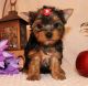 Yorkshire Terrier Puppies for sale in 3811 S Cooper St, Arlington, TX 76015, USA. price: $450