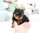 Yorkshire Terrier Puppies for sale in Jersey City, NJ, USA. price: $600
