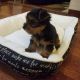 Yorkshire Terrier Puppies for sale in Simpsonville, SC, USA. price: NA