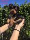 Yorkshire Terrier Puppies for sale in League City, TX, USA. price: NA