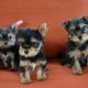 Yorkshire Terrier Puppies for sale in 29703 Hay Field Ln, Richmond, TX 77406, USA. price: NA