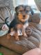 Yorkshire Terrier Puppies for sale in Wilmington, NC, USA. price: $350