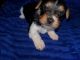 Yorkshire Terrier Puppies for sale in Arlington, TX, USA. price: $1,000