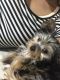 Yorkshire Terrier Puppies for sale in Maplewood, NJ, USA. price: NA