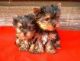Beautiful and lovely teacup Yorkshire puppies