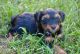 Yorkshire Terrier Puppies for sale in Lovelady, TX 75851, USA. price: $1,250