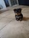 Yorkshire Terrier Puppies for sale in Tucson, AZ, USA. price: $1,800