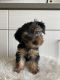 Yorkshire Terrier Puppies for sale in Tucson, AZ, USA. price: $2,000