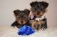Yorkshire Terrier Puppies for sale in 157 Dolson Ave, Middletown, NY 10940, USA. price: NA