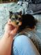 Yorkshire Terrier Puppies for sale in Knoxville, TN, USA. price: NA