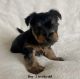 Yorkshire Terrier Puppies for sale in 9205 E 71st St, Tulsa, OK 74133, USA. price: NA