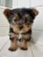 Yorkshire Terrier Puppies for sale in Fontana, CA, USA. price: NA