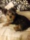 Yorkshire Terrier Puppies for sale in North Providence, RI 02904, USA. price: $1,900