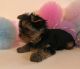 Yorkshire Terrier Puppies for sale in Denver, CO, USA. price: $660