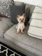 Yorkshire Terrier Puppies for sale in Katy, TX 77449, USA. price: NA