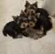 Yorkshire Terrier Puppies for sale in Toms River, NJ, USA. price: $975