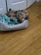 Yorkshire Terrier Puppies for sale in West Haven, CT 06516, USA. price: $1,500