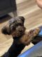 Yorkshire Terrier Puppies for sale in Iowa City, IA 52241, USA. price: NA