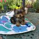Yorkshire Terrier Puppies for sale in Paris, TX 75460, USA. price: NA