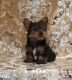 Yorkshire Terrier Puppies for sale in Daytona Beach, FL, USA. price: $700