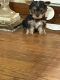 Yorkshire Terrier Puppies for sale in 362 Highland Ave, Clifton, NJ 07011, USA. price: NA