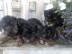 Yorkshire Terrier Puppies for sale in Cranston, RI, USA. price: $2,000