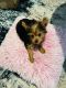 Yorkshire Terrier Puppies for sale in Romeoville, IL, USA. price: $2,800