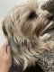 Yorkshire Terrier Puppies for sale in Rock Springs, WY 82901, USA. price: $100
